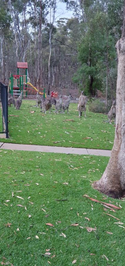 A-Line Holiday Park Bendigo Exteriér fotografie